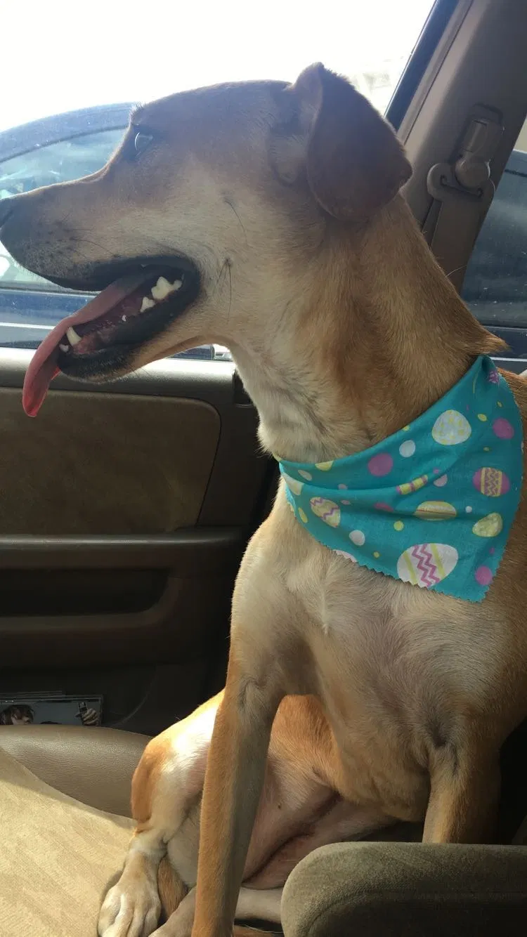 Lost dog in Carrollton, GA, 30116