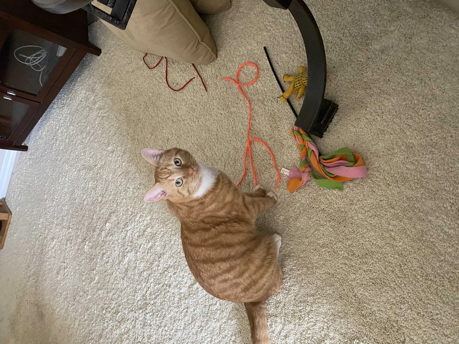 Lost cat in Birmingham, AL, 35233
