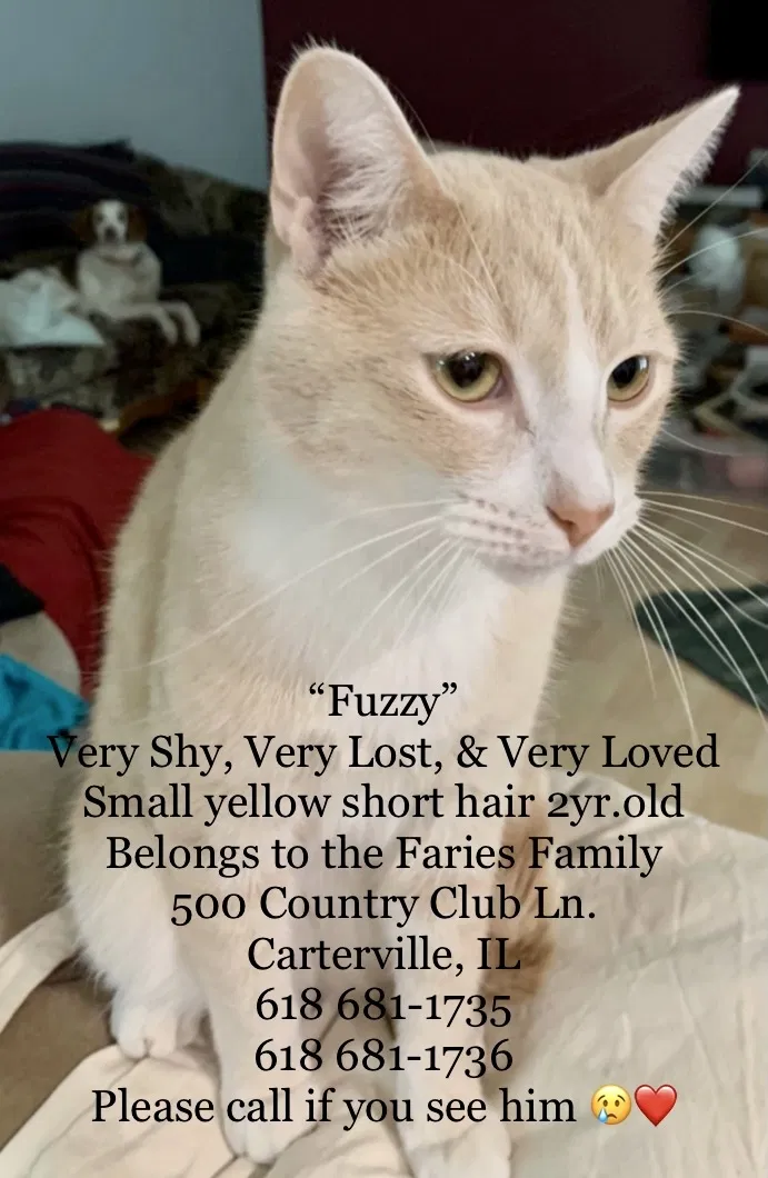 Lost cat in Carterville, IL, 62918