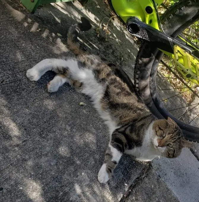 Lost cat in Boynton Beach, FL, 33435