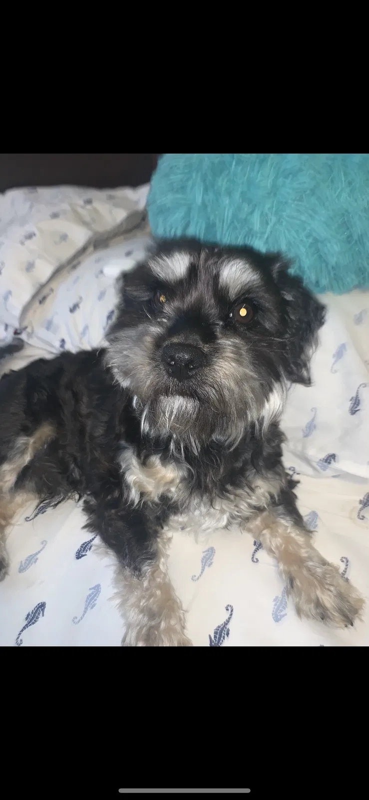 Lost dog in Bakersfield, CA, 93307
