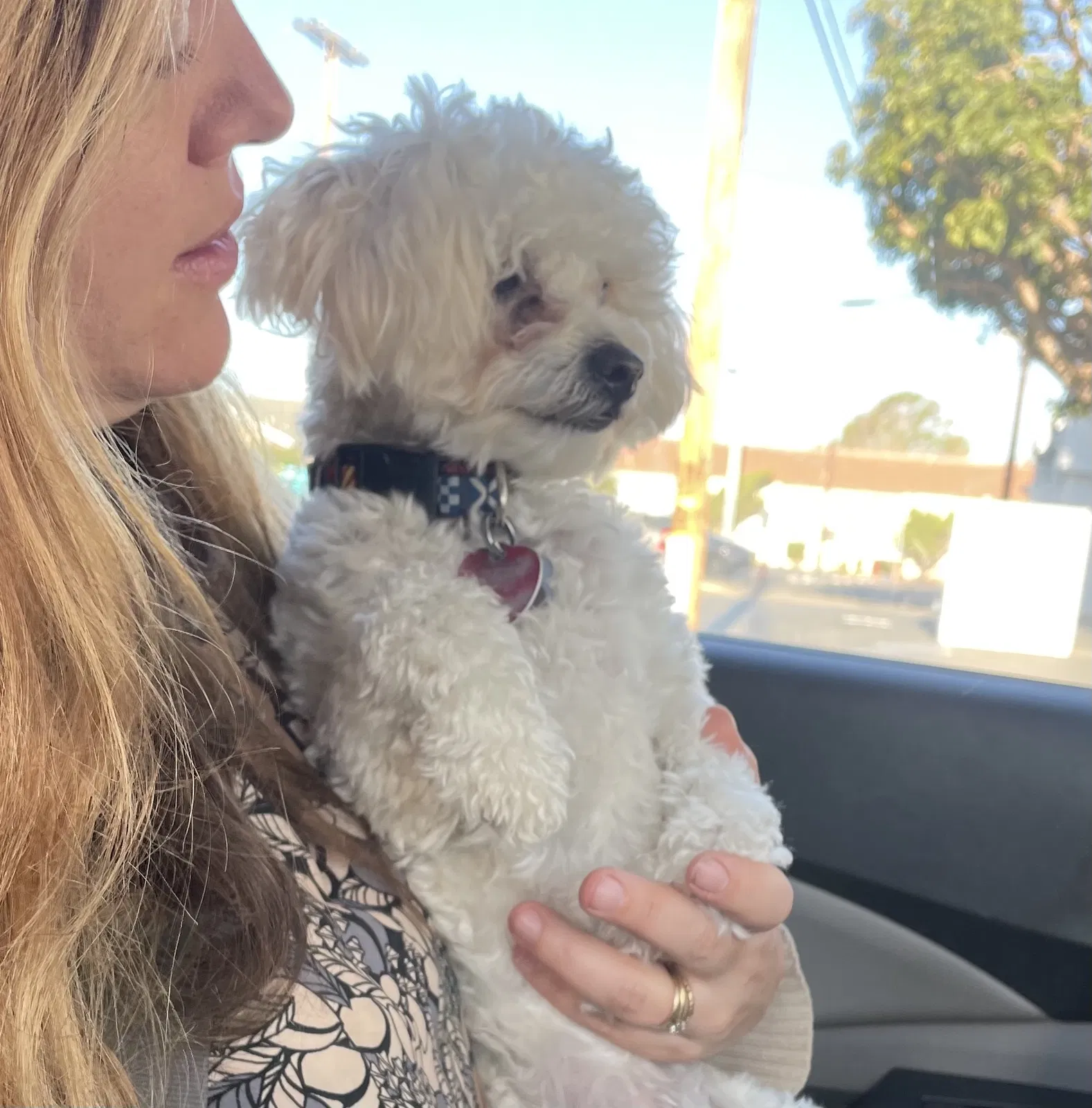 Lost dog in Malibu, CA, 90265