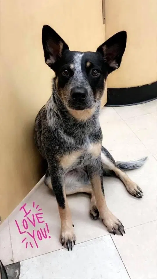 Lost dog in Equality, AL, 36026