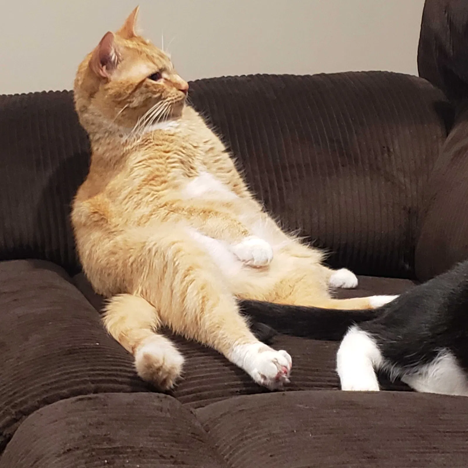 Lost cat in Virginia Beach, VA, 23464