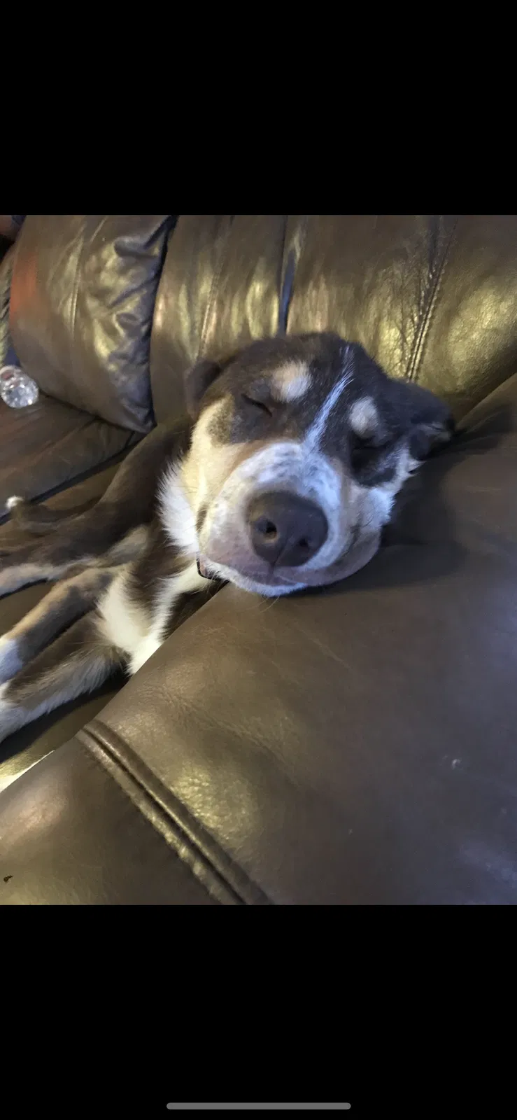 Lost dog in Cedar Rapids, IA, 52411