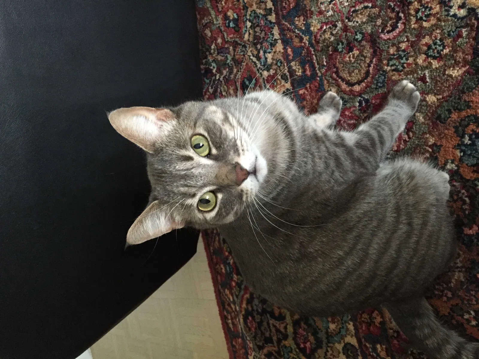 Lost cat in Marietta, GA, 30066