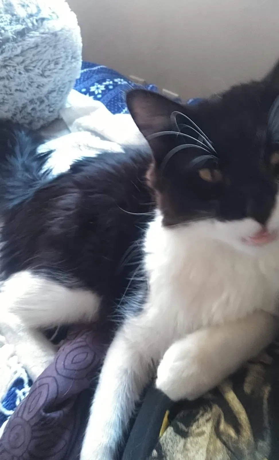 Lost cat in Kingsland, TX, 78639