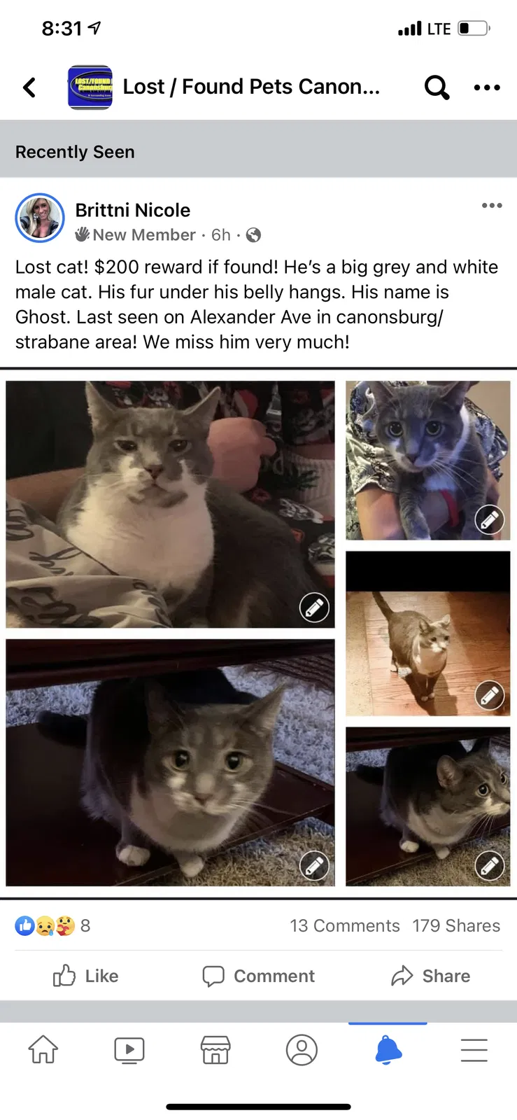 Lost cat in Strabane, PA, 15363