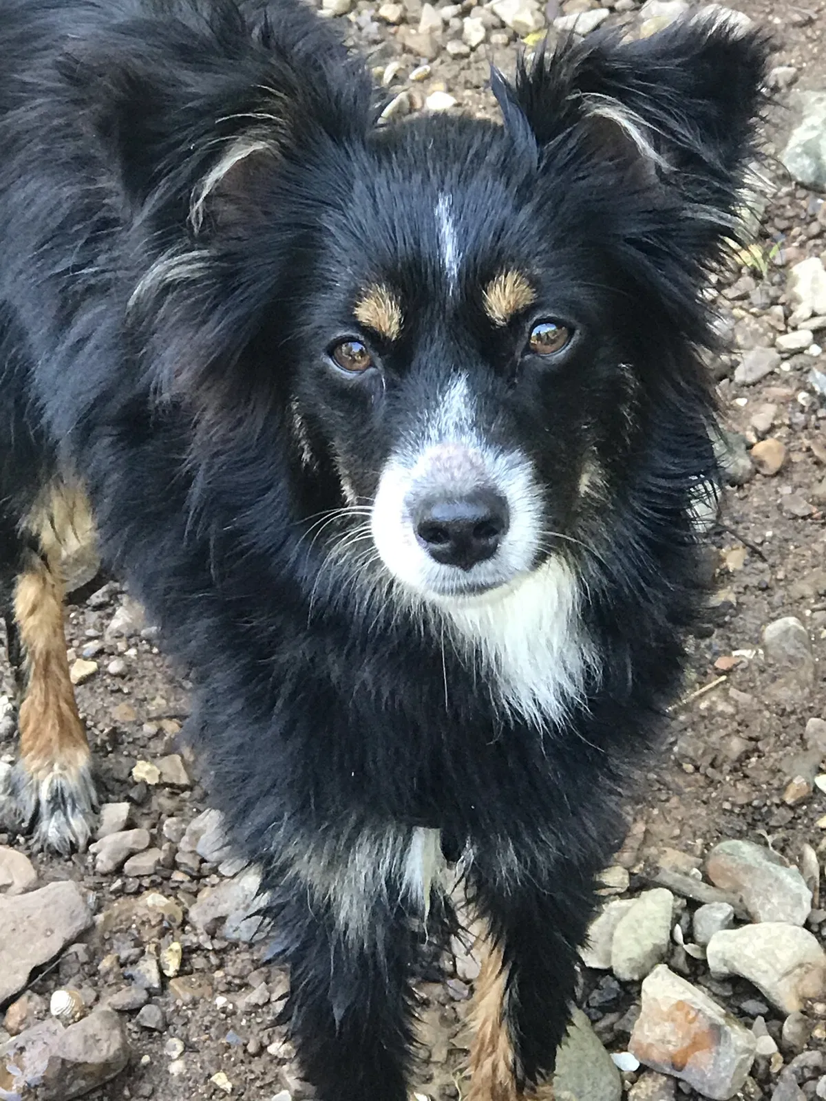 Lost dog in Ardmore, TN, 38449