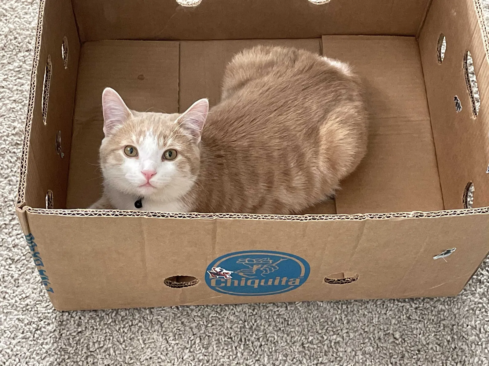 Lost cat in Brownsburg, IN, 46112