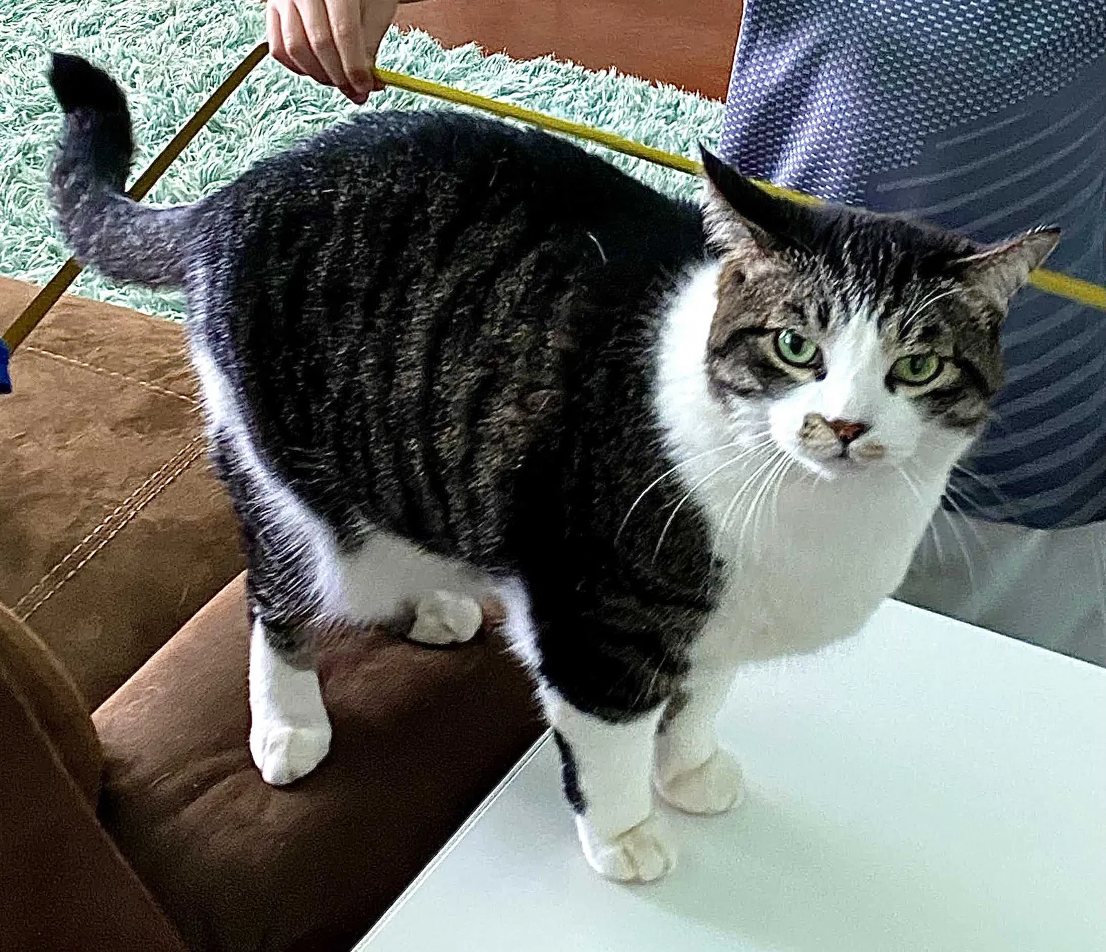 Lost cat in Fort Worth, TX, 76126
