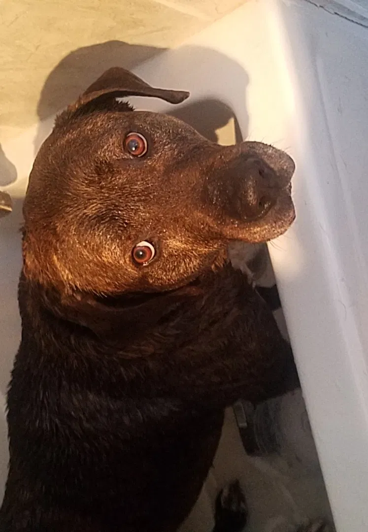 Lost dog in Evansville, IN, 47710