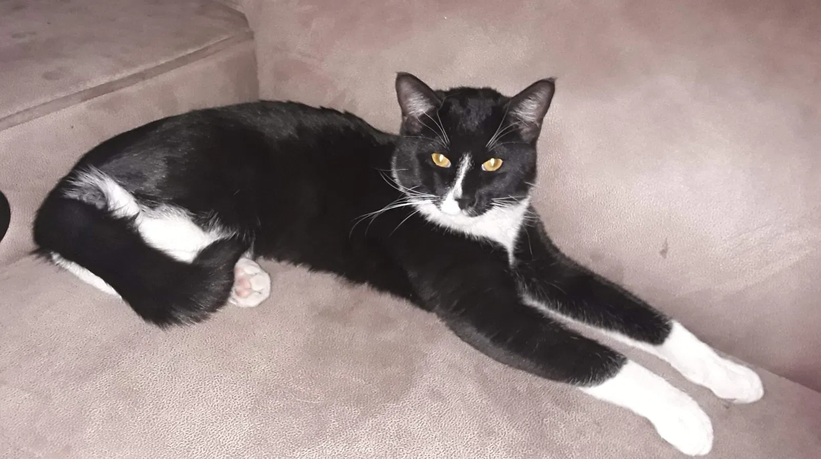 Lost cat in Las Vegas, NV, 89104