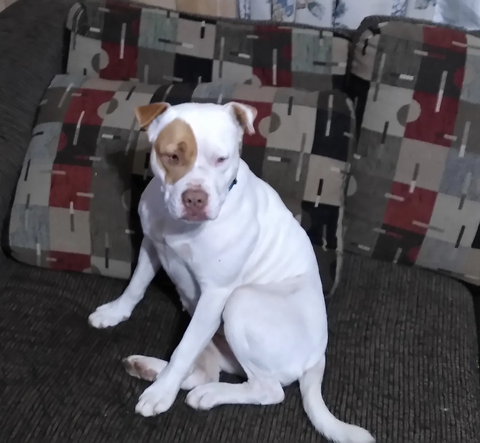 Lost dog in Spencer, VA, 24165