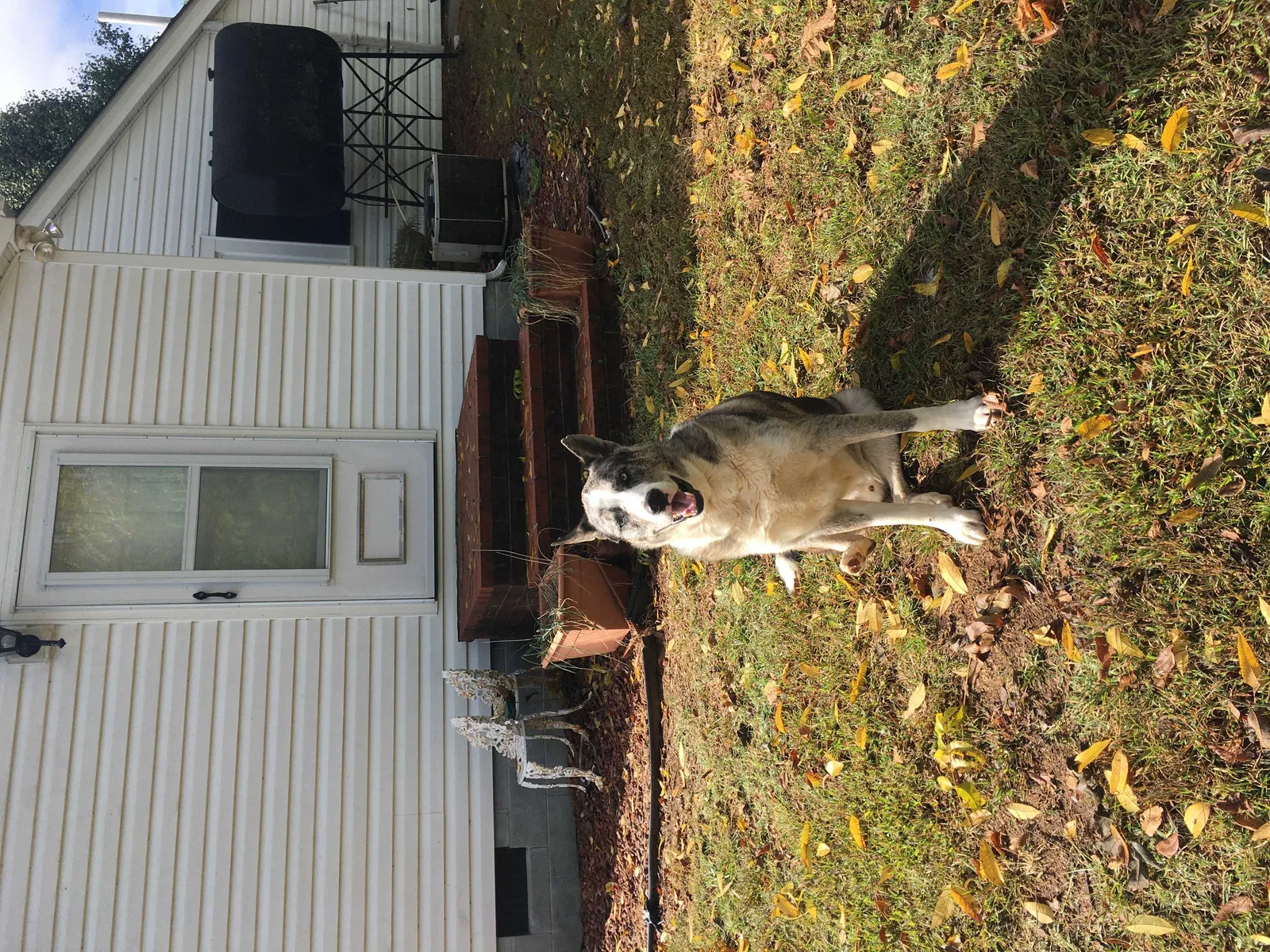 Lost dog in Spencer, VA, 24165