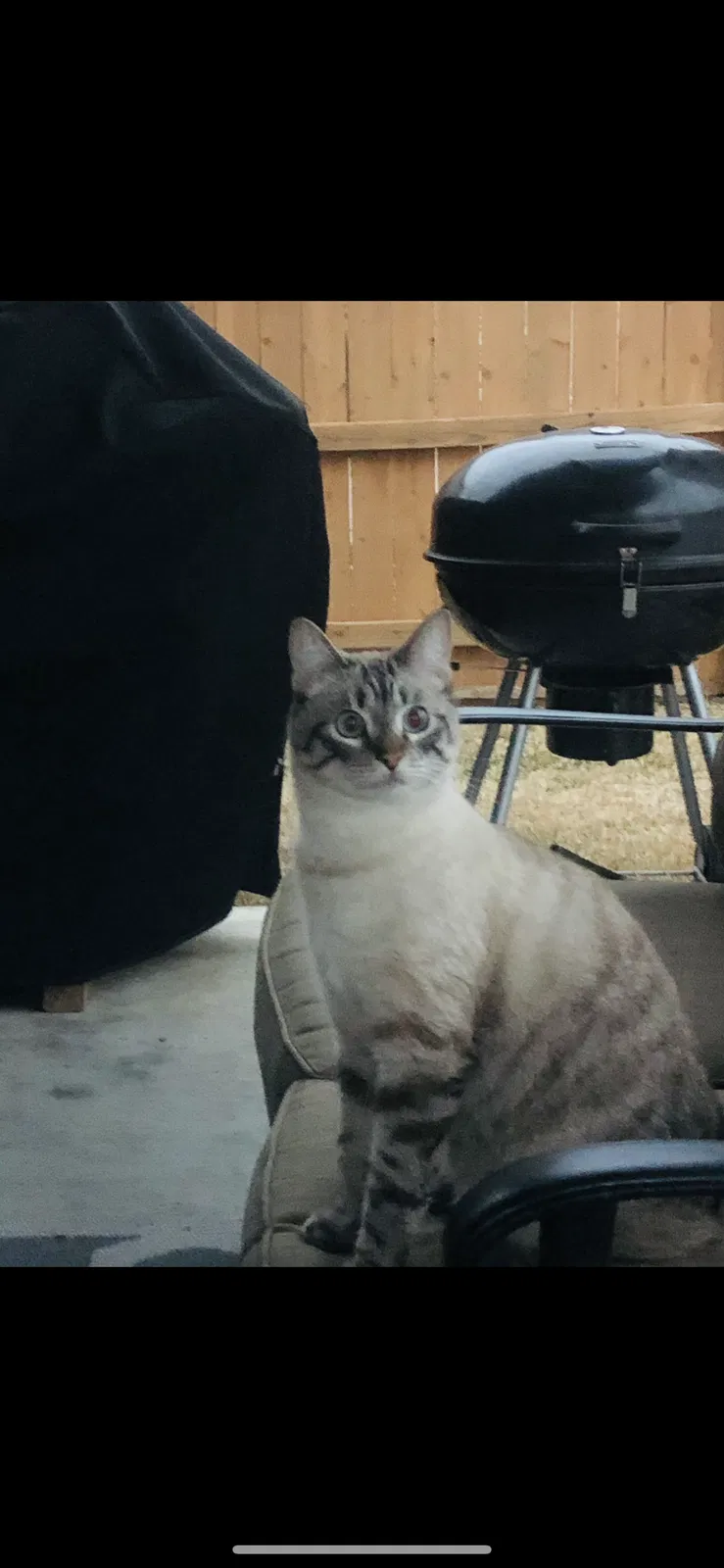 Lost cat in Cypress, TX, 77433