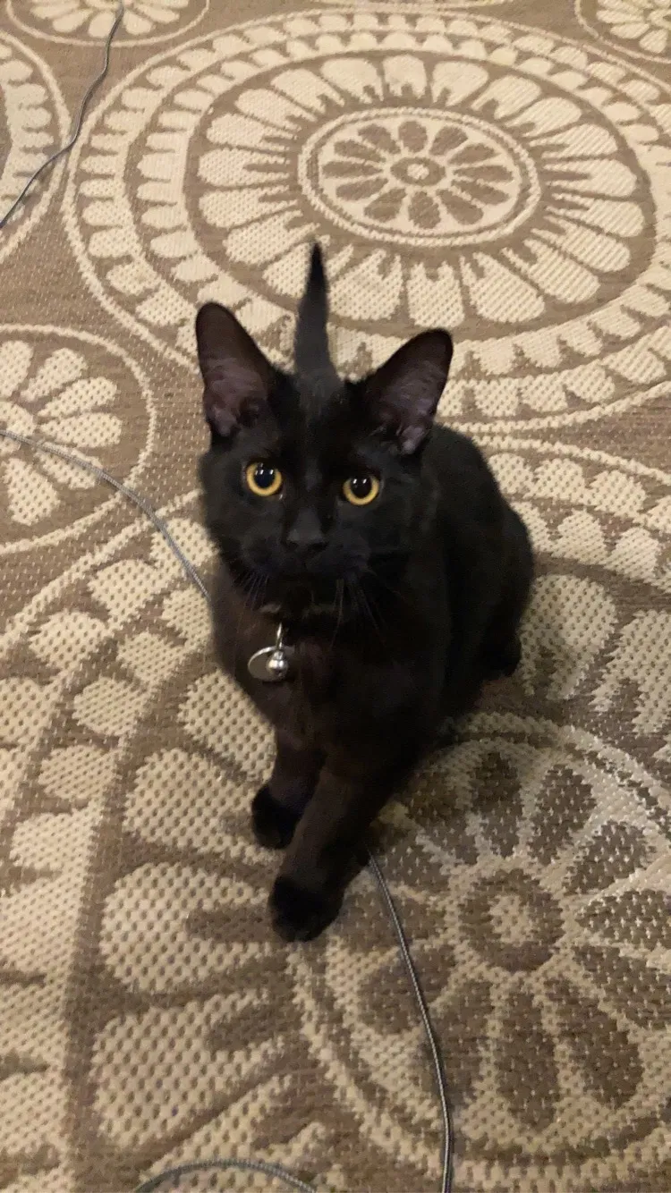 Lost cat in Aurora, IL, 60505