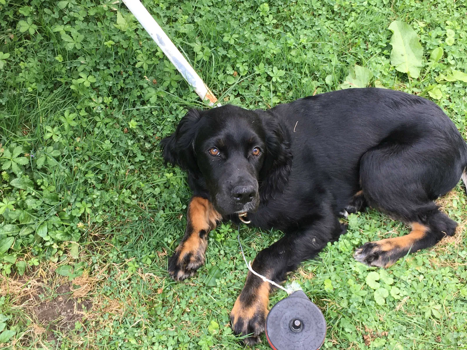 Lost dog in Painted Post, NY, 14870