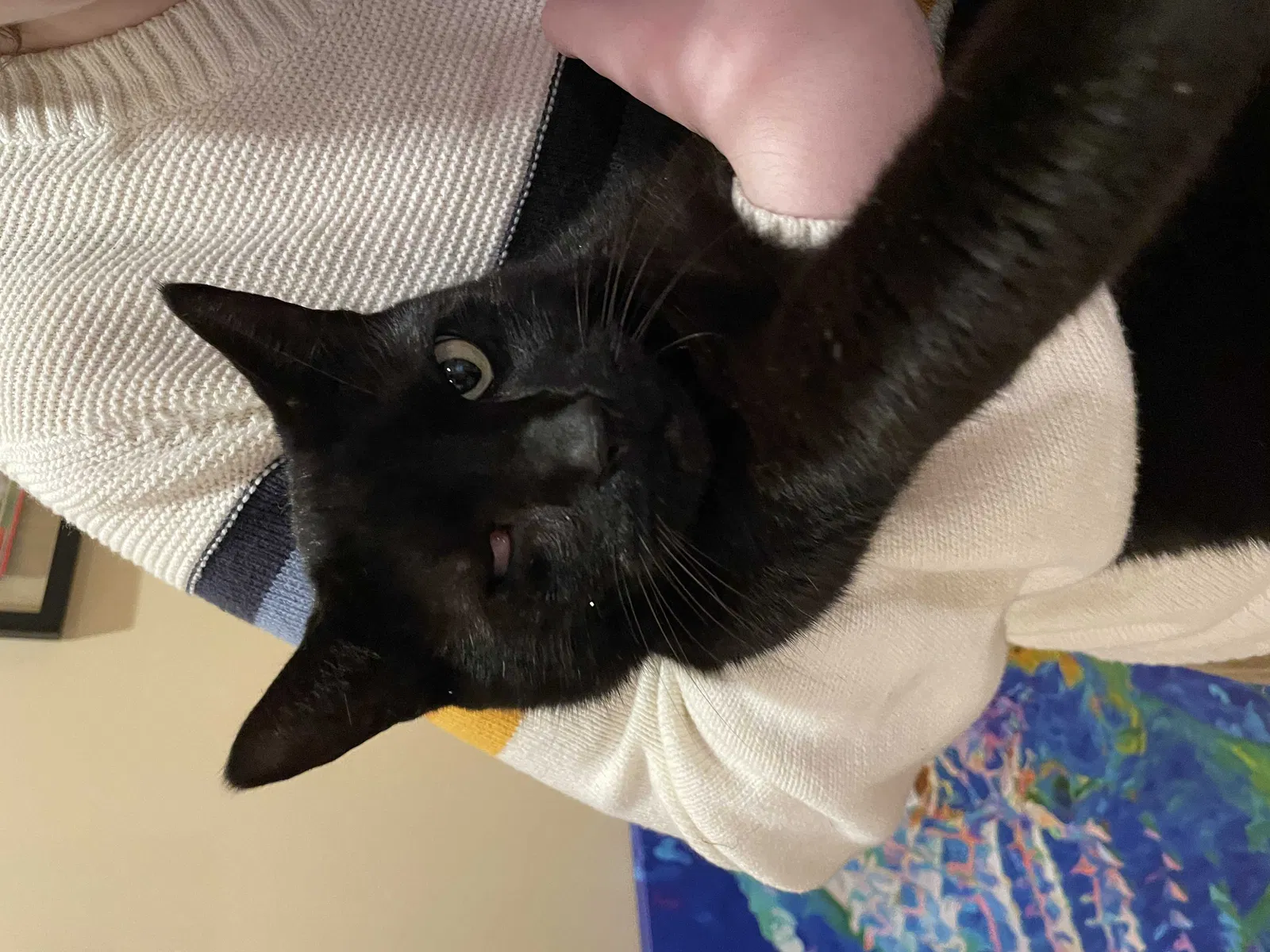 Lost cat in Fleming Island, FL, 32003
