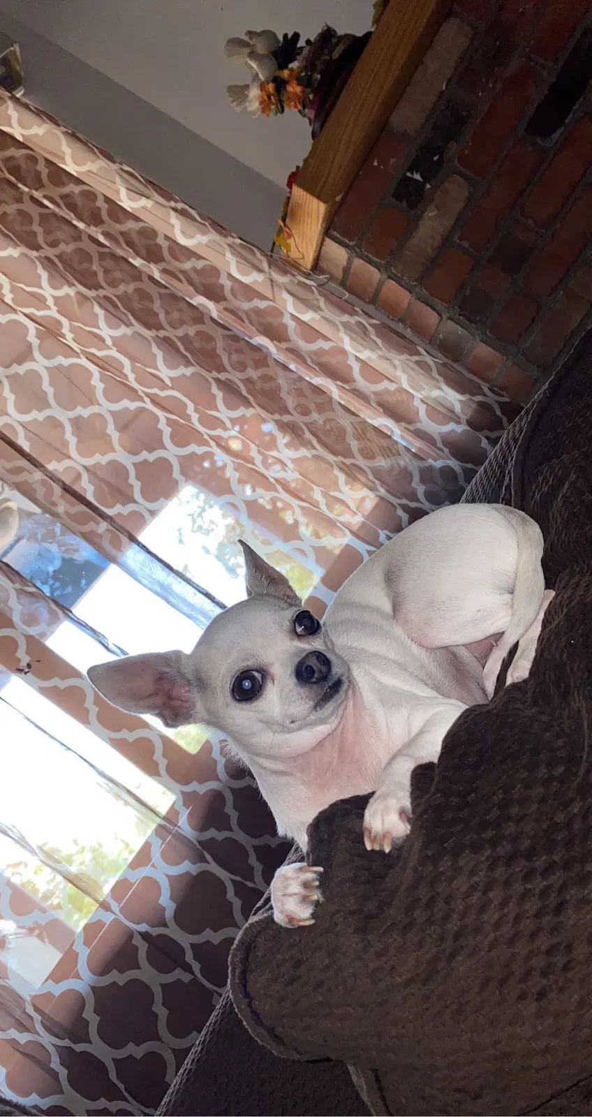 Lost dog in Phoenix, AZ, 85043