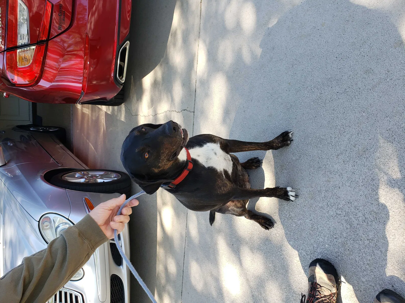 Found dog in Zephyrhills, FL, 33542