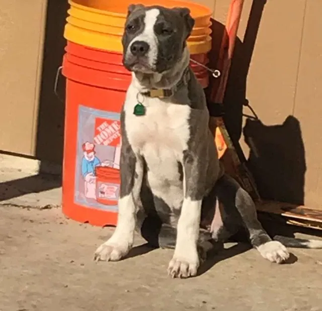 Lost dog in Fort Worth, TX, 76116