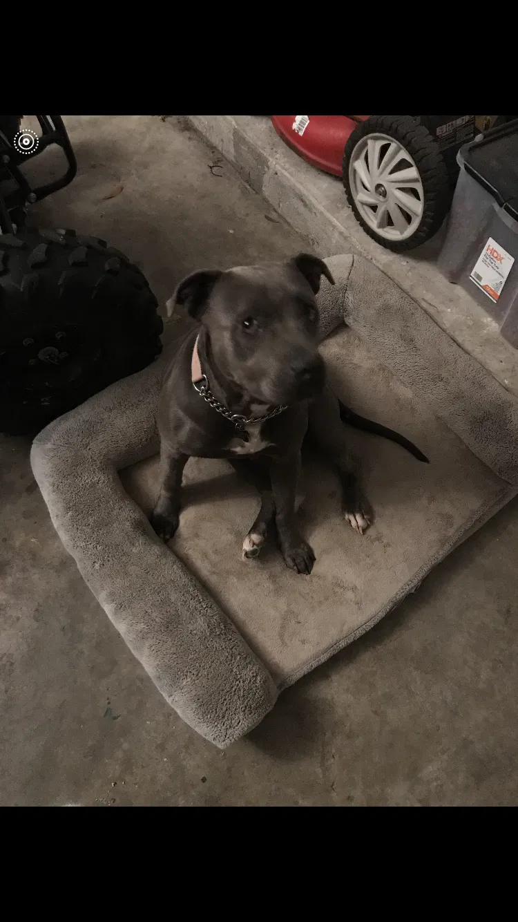 Lost dog in Fort Worth, TX, 76116