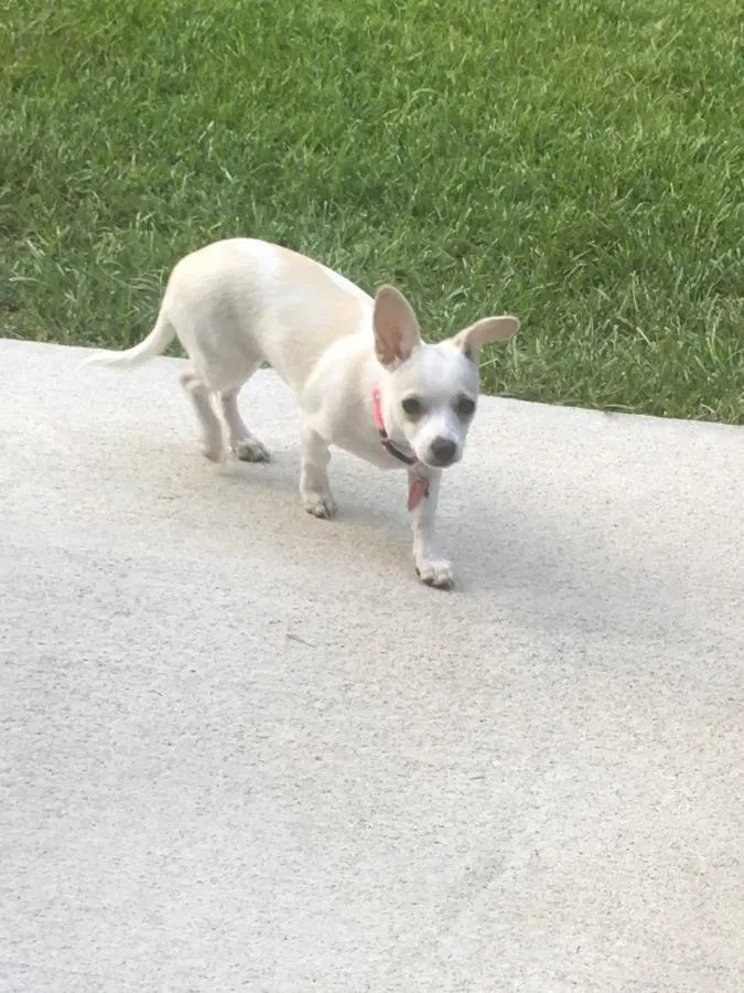 Lost dog in Sumter, SC, 29154