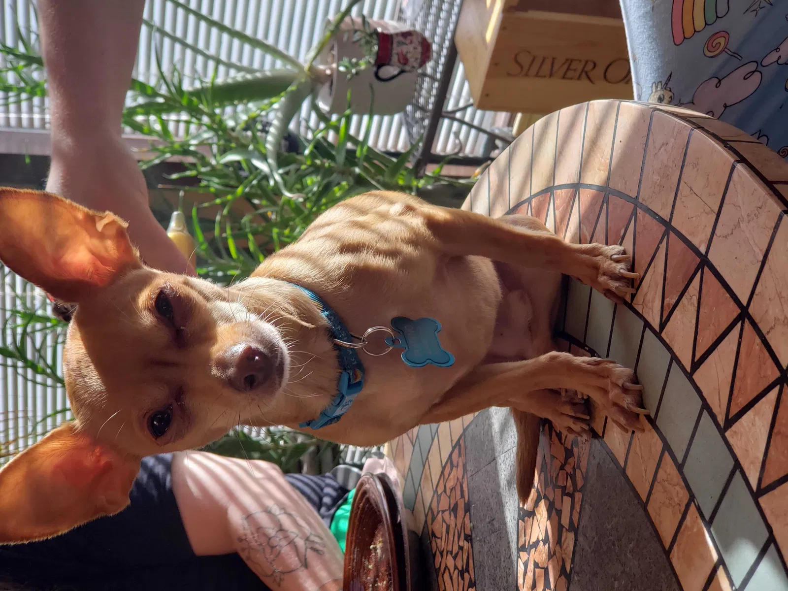 Lost dog in Carrollton, TX, 75006