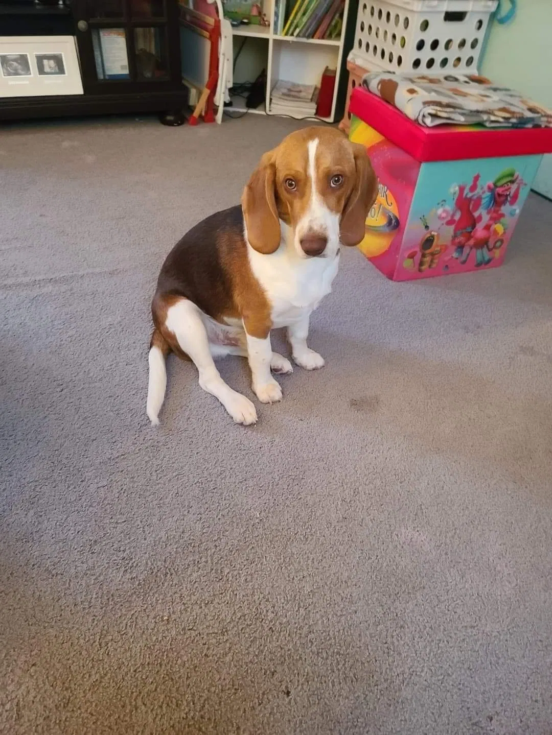 Lost dog in Greenwood, IN, 46142