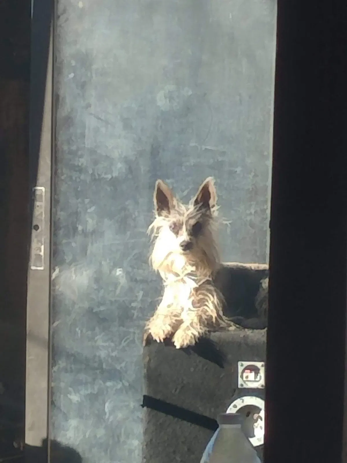 Lost dog in Las Cruces, NM, 88001