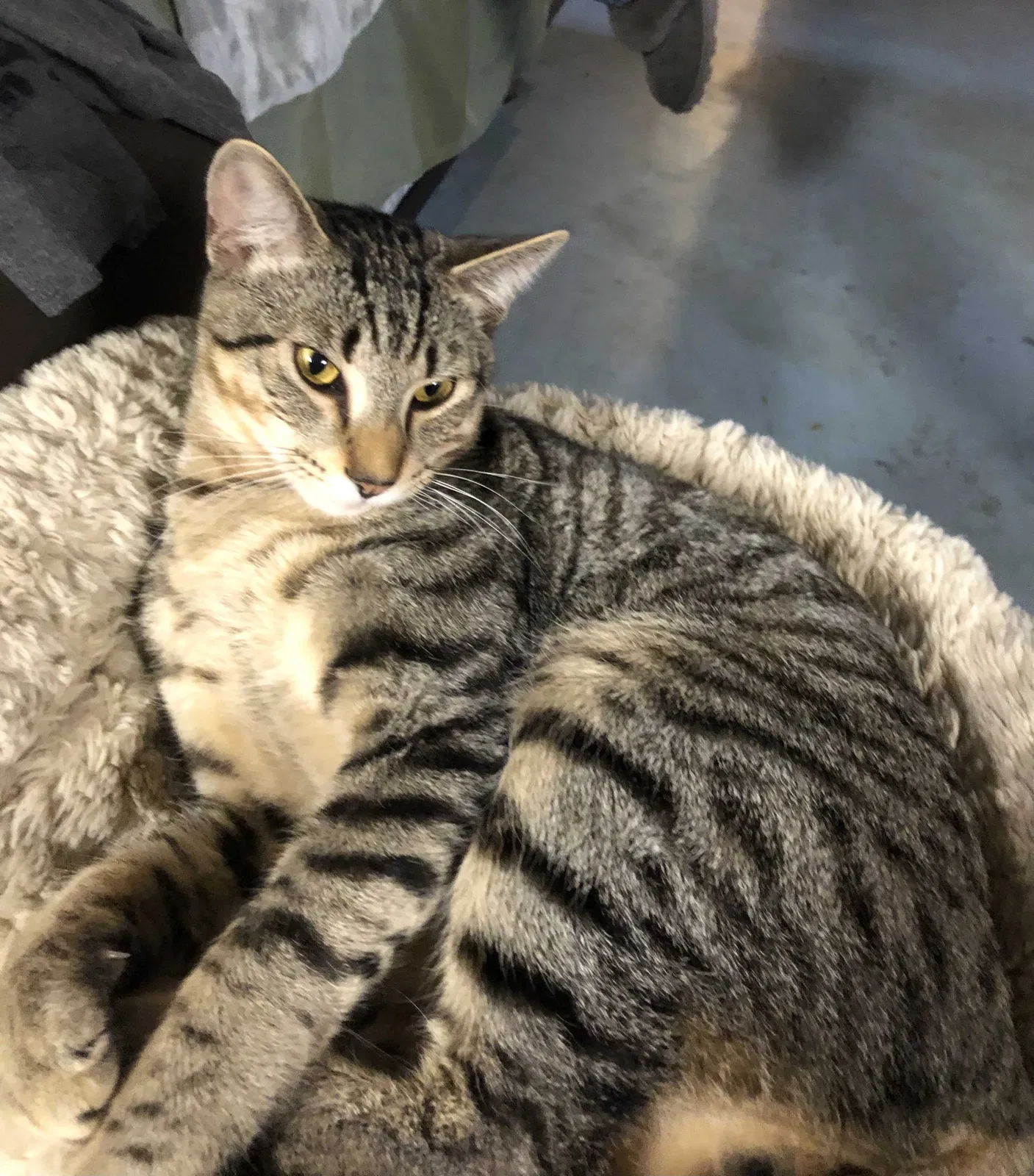 Lost cat in Damascus, OR, 97089