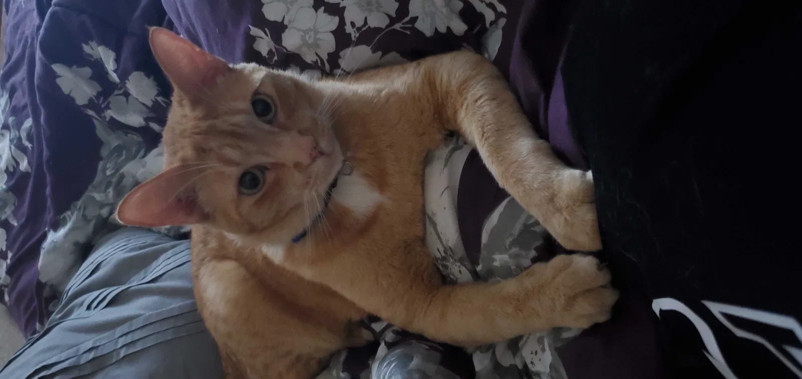 Lost cat in Moreno Valley, CA, 92555