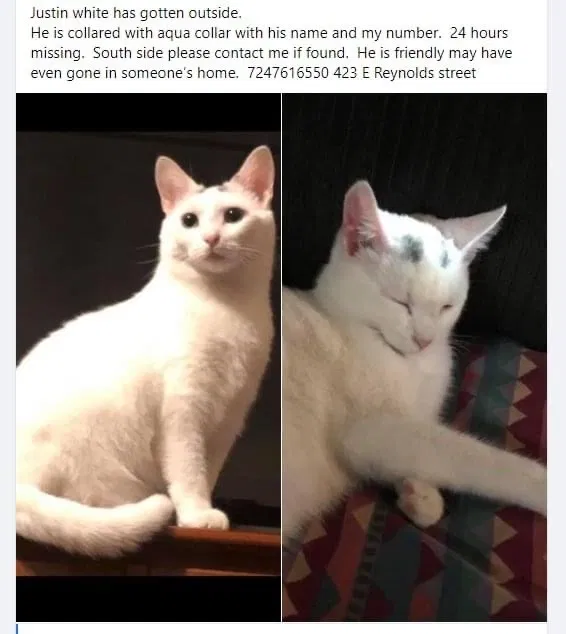 Lost cat in New Castle, PA, 16101