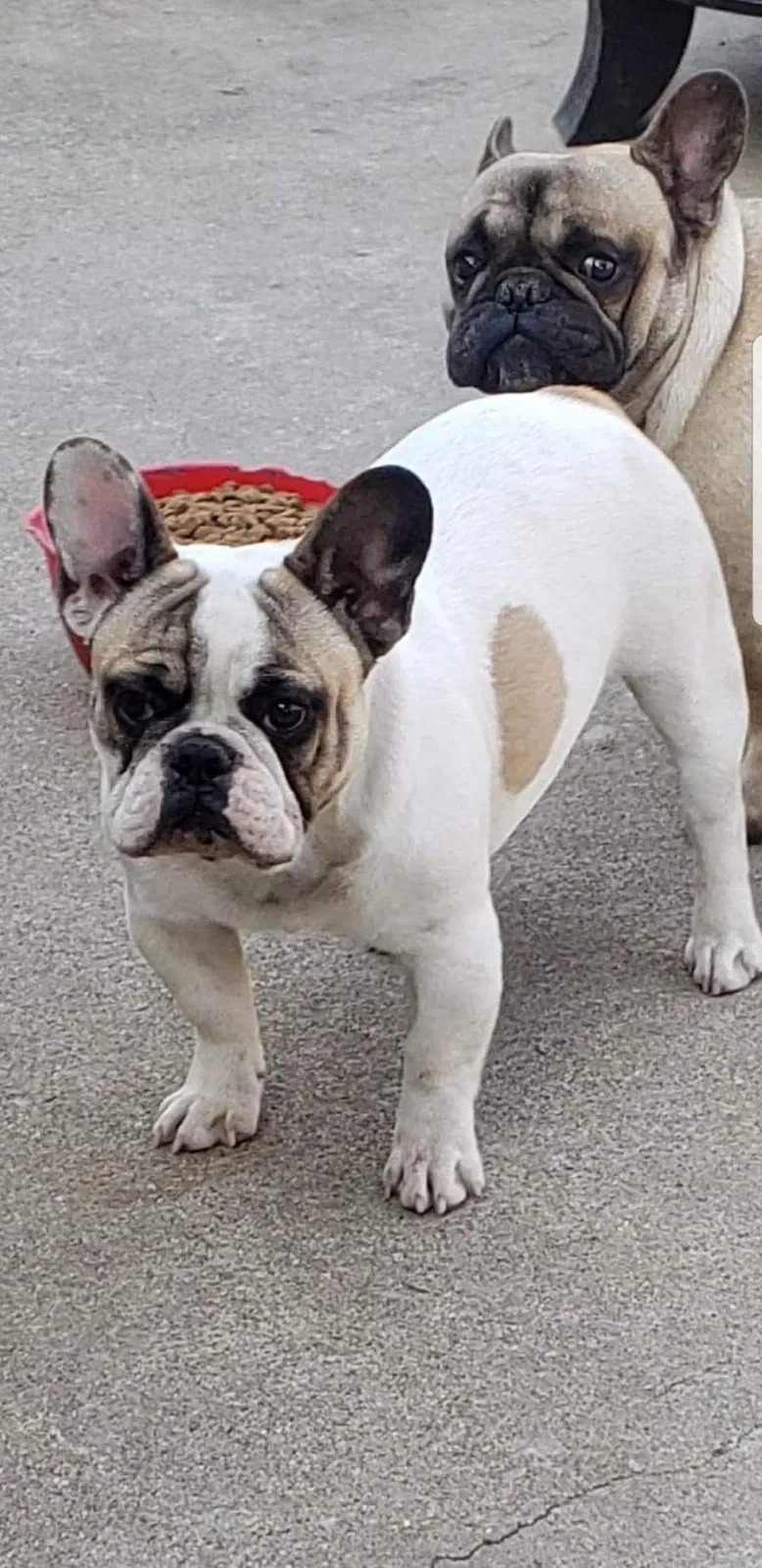 Lost dog in Victorville, CA, 92392