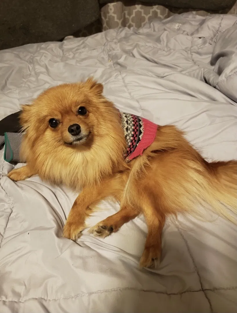Lost dog in Olympia, WA, 98513