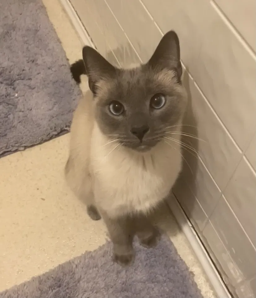 Lost cat in Latonia, KY, 41015