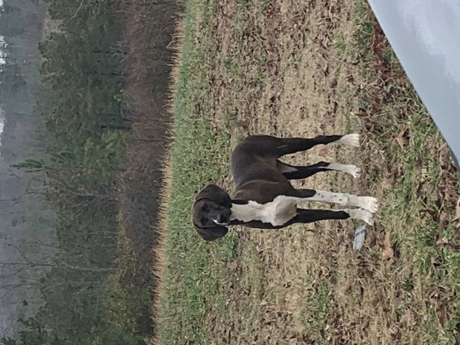 Found dog in Tallapoosa, GA, 30176