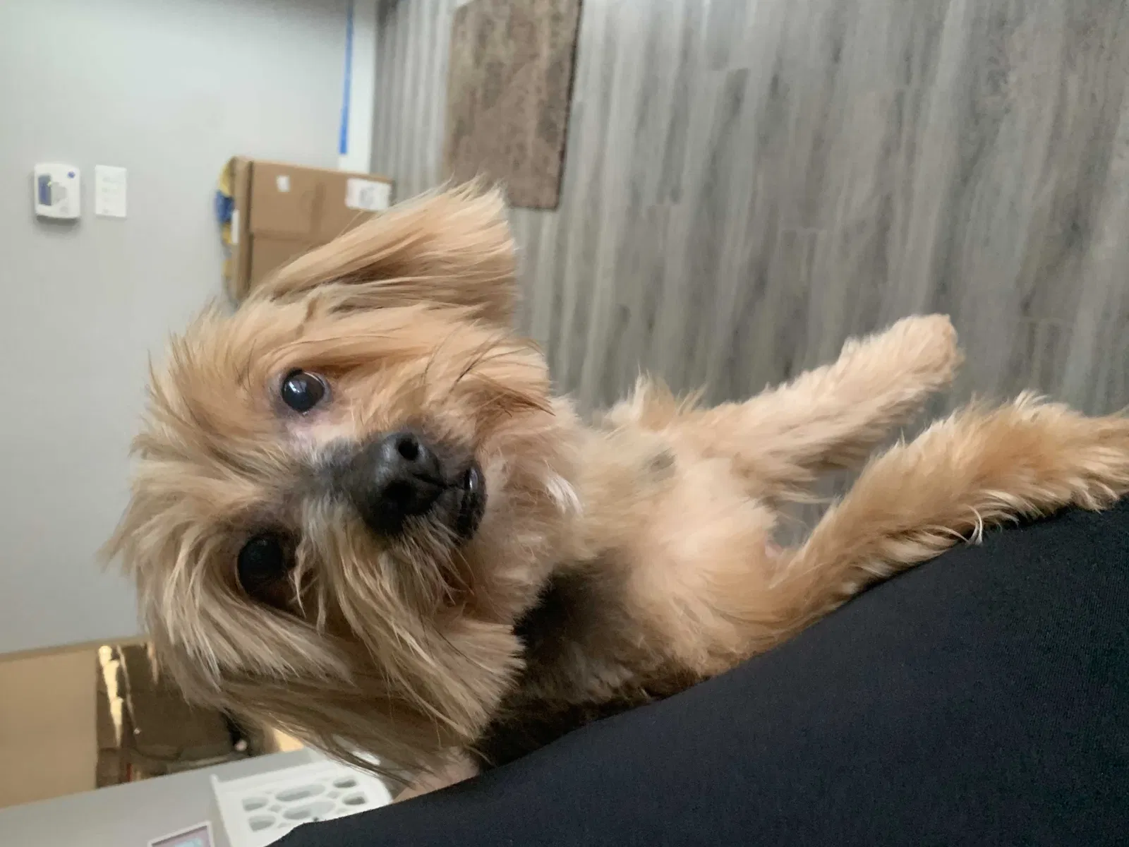Lost dog in Miami, FL, 33187