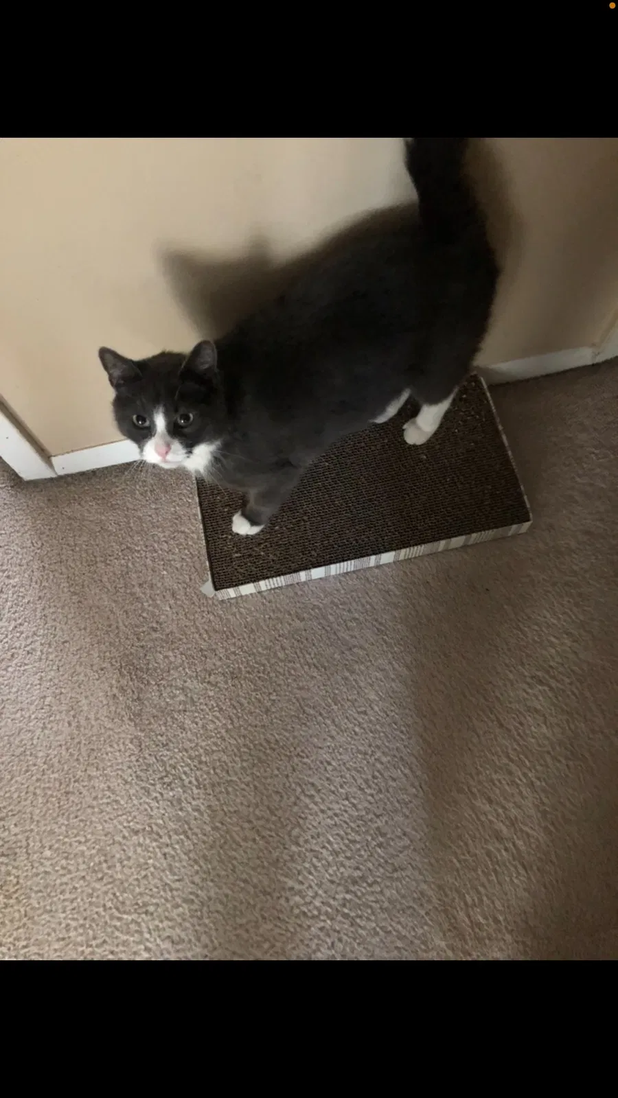 Lost cat in Independence, MO, 64058