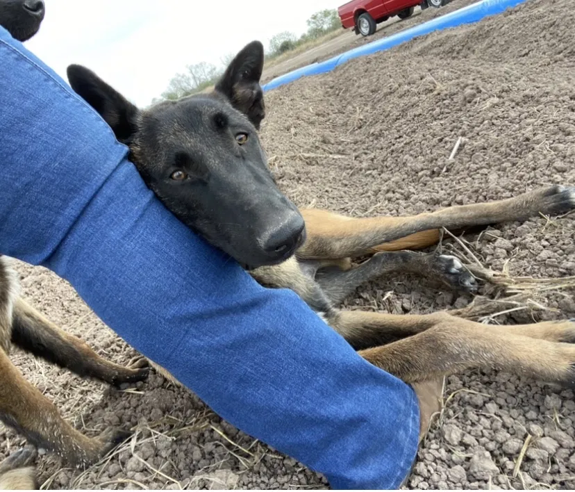 Lost dog in San Benito, TX, 78586