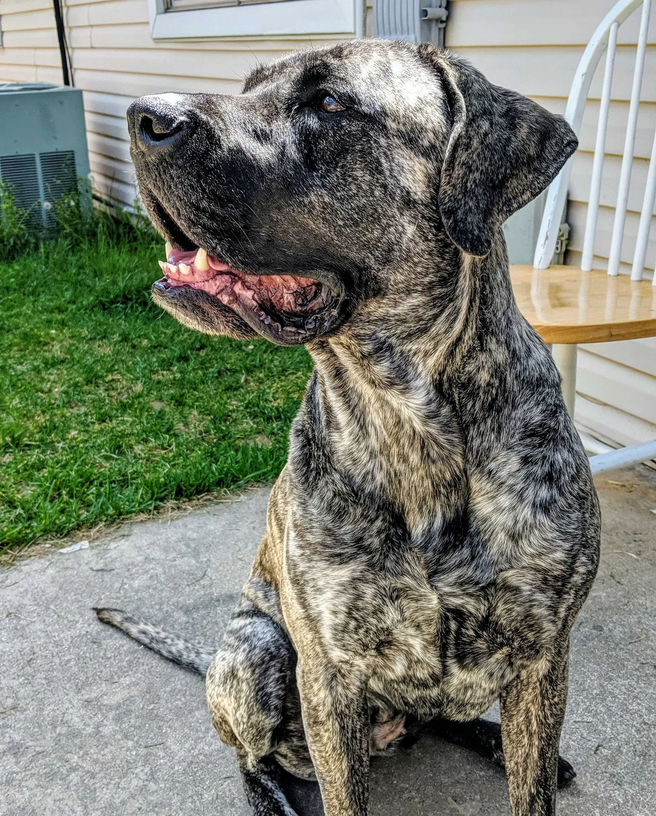 Lost dog in Pleasant Grove, UT, 84062
