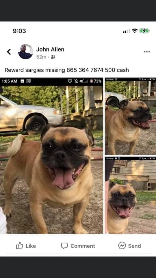 Lost dog in Loudon, TN, 37774