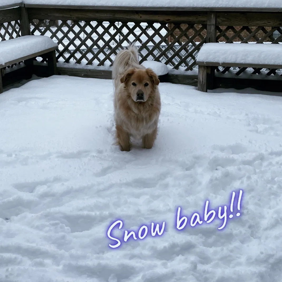 Lost dog in Lithopolis, OH, 43136