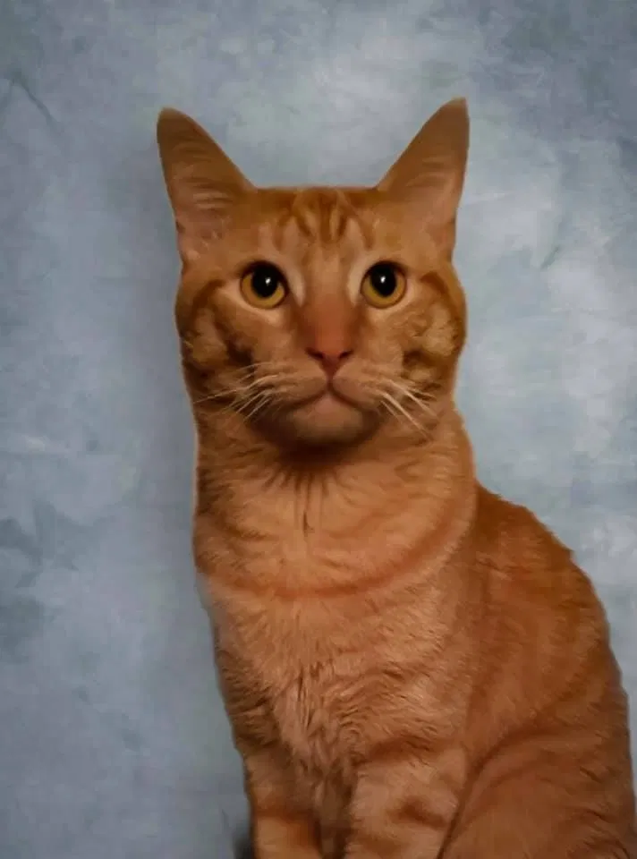 Lost cat in Wichita, KS, 67212