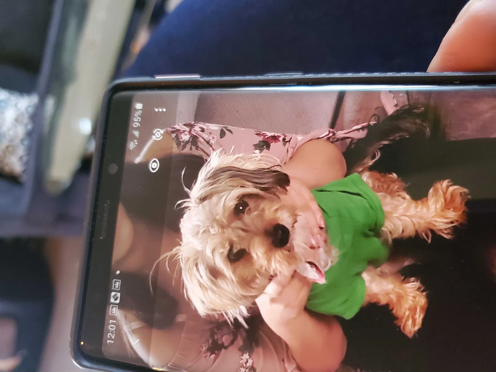 Lost dog in Dayton, OH, 45449