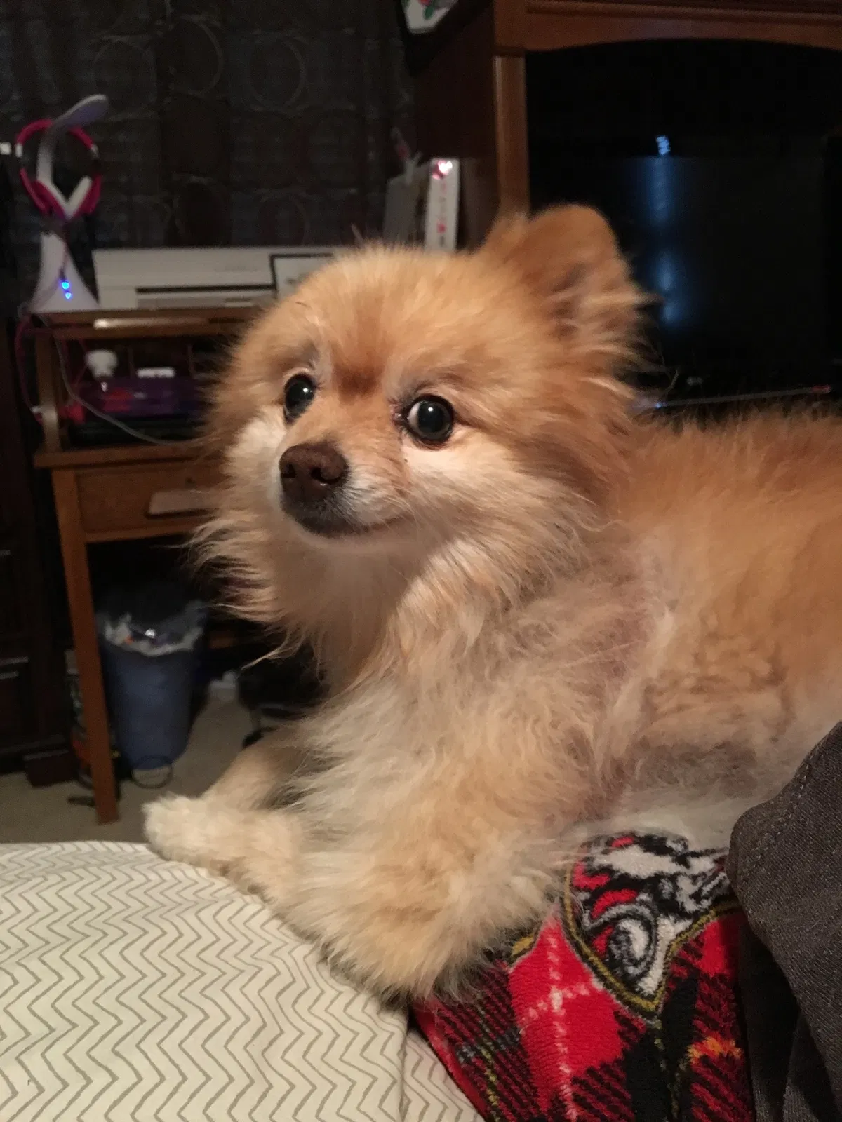 Lost dog in Decatur, TX, 76234