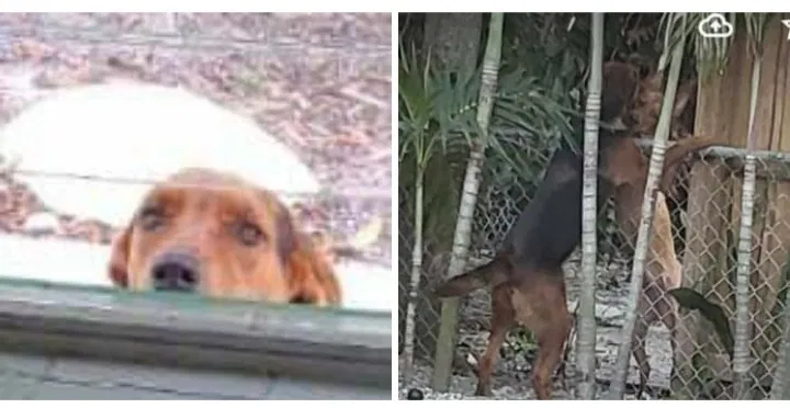 Lost dog in Lake Worth, FL, 33462