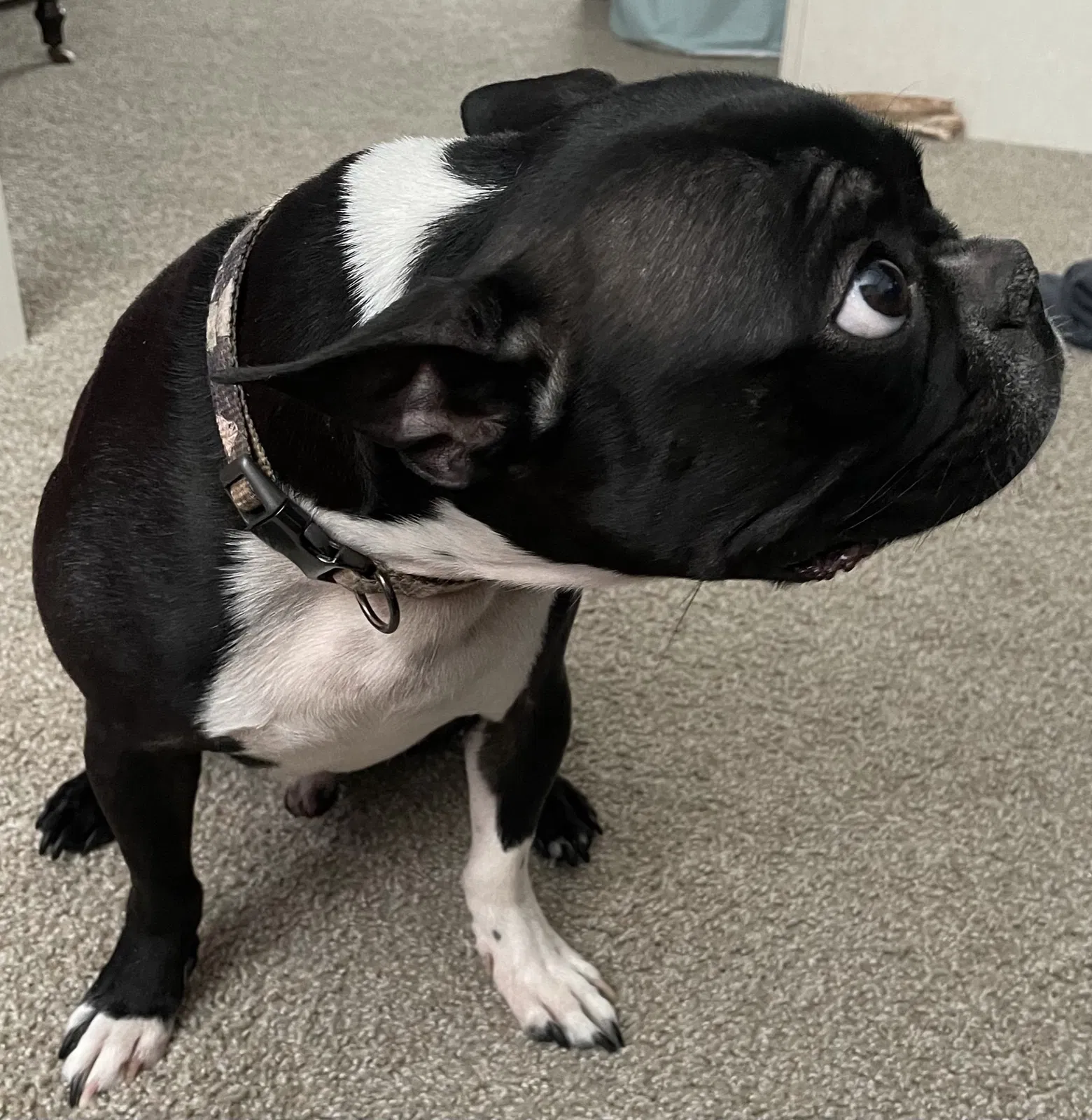 Lost dog in Lansing, MI, 48910