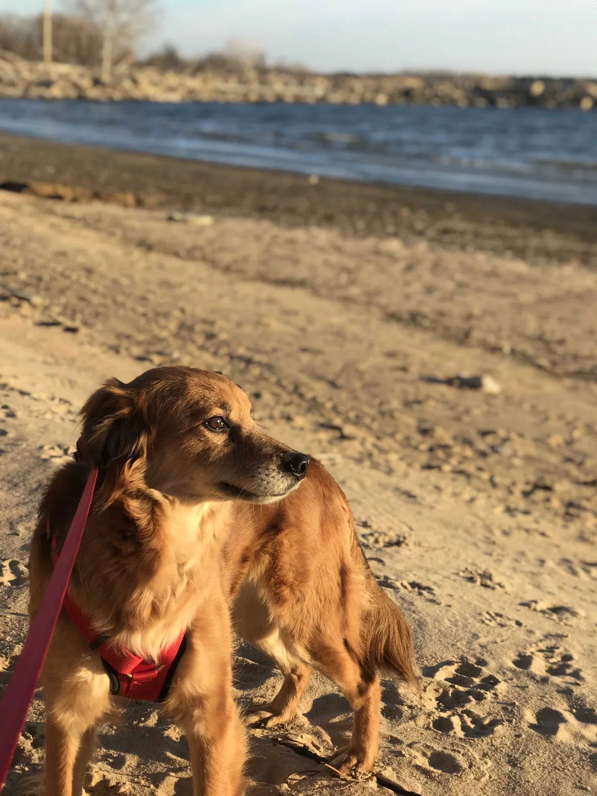 Lost dog in Milford, KS, 66514